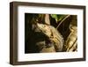 Black Iguana, Costa Rica-null-Framed Photographic Print