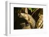 Black Iguana, Costa Rica-null-Framed Photographic Print