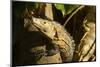 Black Iguana, Costa Rica-null-Mounted Photographic Print