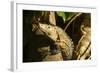 Black Iguana, Costa Rica-null-Framed Photographic Print