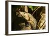 Black Iguana, Costa Rica-null-Framed Photographic Print