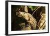 Black Iguana, Costa Rica-null-Framed Photographic Print