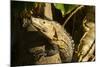 Black Iguana, Costa Rica-null-Mounted Photographic Print