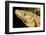 Black Iguana, Costa Rica-null-Framed Photographic Print