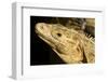 Black Iguana, Costa Rica-null-Framed Photographic Print