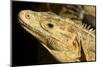 Black Iguana, Costa Rica-null-Mounted Photographic Print