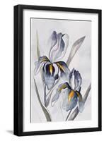 Black Iris-Jacob Q-Framed Art Print