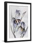 Black Iris-Jacob Q-Framed Art Print