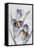 Black Iris-Jacob Q-Framed Stretched Canvas