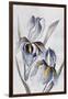 Black Iris-Jacob Q-Framed Art Print