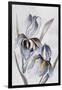 Black Iris-Jacob Q-Framed Art Print