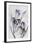 Black Iris-Jacob Q-Framed Art Print