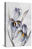 Black Iris-Jacob Q-Stretched Canvas