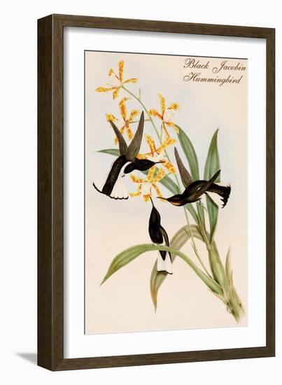 Black Jacobin Hummingbird-John Gould-Framed Art Print