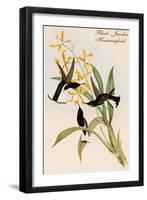 Black Jacobin Hummingbird-John Gould-Framed Art Print