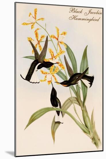 Black Jacobin Hummingbird-John Gould-Mounted Art Print