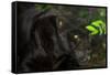 Black Jaguar, Belize City, Belize, Central America-Stuart Westmorland-Framed Stretched Canvas