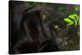 Black Jaguar, Belize City, Belize, Central America-Stuart Westmorland-Stretched Canvas