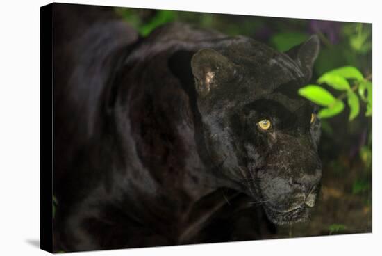 Black Jaguar, Belize City, Belize, Central America-Stuart Westmorland-Stretched Canvas