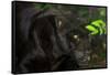 Black Jaguar, Belize City, Belize, Central America-Stuart Westmorland-Framed Stretched Canvas