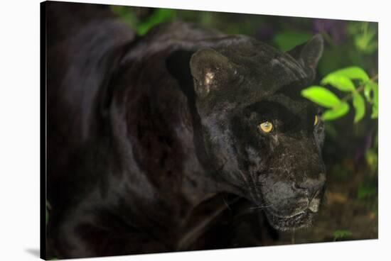 Black Jaguar, Belize City, Belize, Central America-Stuart Westmorland-Stretched Canvas