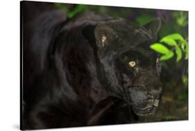 Black Jaguar, Belize City, Belize, Central America-Stuart Westmorland-Stretched Canvas