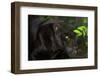 Black Jaguar, Belize City, Belize, Central America-Stuart Westmorland-Framed Premium Photographic Print