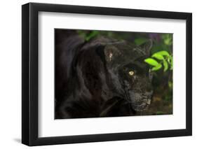 Black Jaguar, Belize City, Belize, Central America-Stuart Westmorland-Framed Premium Photographic Print