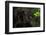 Black Jaguar, Belize City, Belize, Central America-Stuart Westmorland-Framed Premium Photographic Print