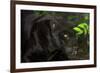 Black Jaguar, Belize City, Belize, Central America-Stuart Westmorland-Framed Photographic Print