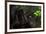 Black Jaguar, Belize City, Belize, Central America-Stuart Westmorland-Framed Photographic Print