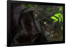 Black Jaguar, Belize City, Belize, Central America-Stuart Westmorland-Framed Photographic Print