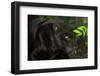 Black Jaguar, Belize City, Belize, Central America-Stuart Westmorland-Framed Photographic Print