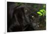 Black Jaguar, Belize City, Belize, Central America-Stuart Westmorland-Framed Photographic Print