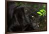 Black Jaguar, Belize City, Belize, Central America-Stuart Westmorland-Framed Photographic Print