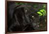 Black Jaguar, Belize City, Belize, Central America-Stuart Westmorland-Framed Photographic Print