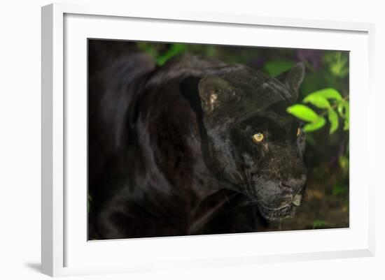 Black Jaguar, Belize City, Belize, Central America-Stuart Westmorland-Framed Photographic Print