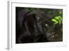 Black Jaguar, Belize City, Belize, Central America-Stuart Westmorland-Framed Photographic Print