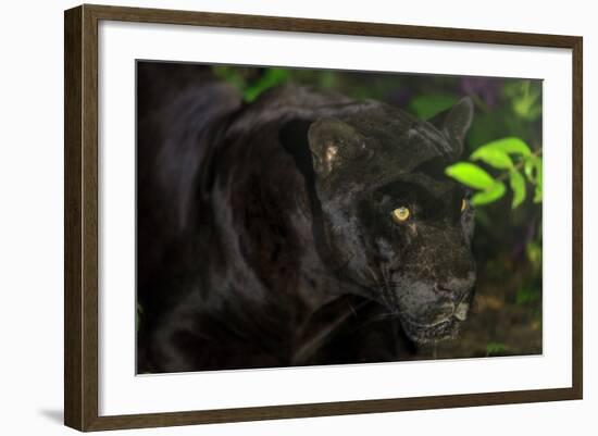 Black Jaguar, Belize City, Belize, Central America-Stuart Westmorland-Framed Photographic Print