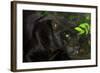 Black Jaguar, Belize City, Belize, Central America-Stuart Westmorland-Framed Photographic Print