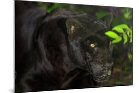 Black Jaguar, Belize City, Belize, Central America-Stuart Westmorland-Mounted Photographic Print