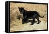 Black Jaguar (Panthera Onca) Kitten, Captive-Charlie Summers-Framed Stretched Canvas