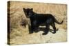 Black Jaguar (Panthera Onca) Kitten, Captive-Charlie Summers-Stretched Canvas