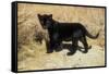 Black Jaguar (Panthera Onca) Kitten, Captive-Charlie Summers-Framed Stretched Canvas