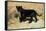 Black Jaguar (Panthera Onca) Kitten, Captive-Charlie Summers-Framed Stretched Canvas