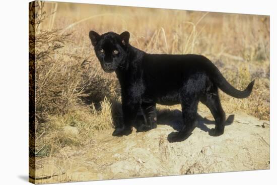 Black Jaguar (Panthera Onca) Kitten, Captive-Charlie Summers-Stretched Canvas