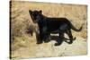 Black Jaguar (Panthera Onca) Kitten, Captive-Charlie Summers-Stretched Canvas