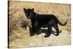 Black Jaguar (Panthera Onca) Kitten, Captive-Charlie Summers-Stretched Canvas