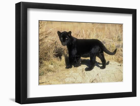 Black Jaguar (Panthera Onca) Kitten, Captive-Charlie Summers-Framed Premium Photographic Print