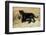 Black Jaguar (Panthera Onca) Kitten, Captive-Charlie Summers-Framed Premium Photographic Print